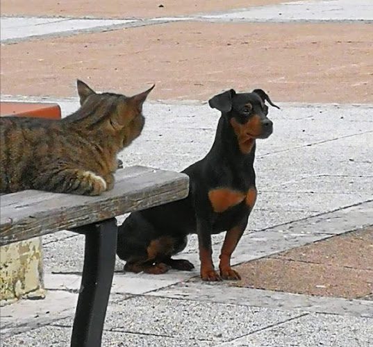 Clinica Veterinaria L’Airone