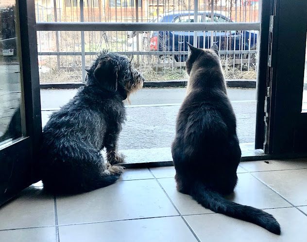 Clinica Veterinaria Lancieri di Aosta - dr.Bionaz Rhemy & dr.Mosca Alessandro